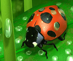 3d-Marienkäfer mit Hash Animation:Master