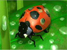 Lady Bug